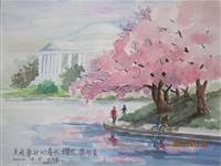 华府樱花盛开/史瑛行旅速写